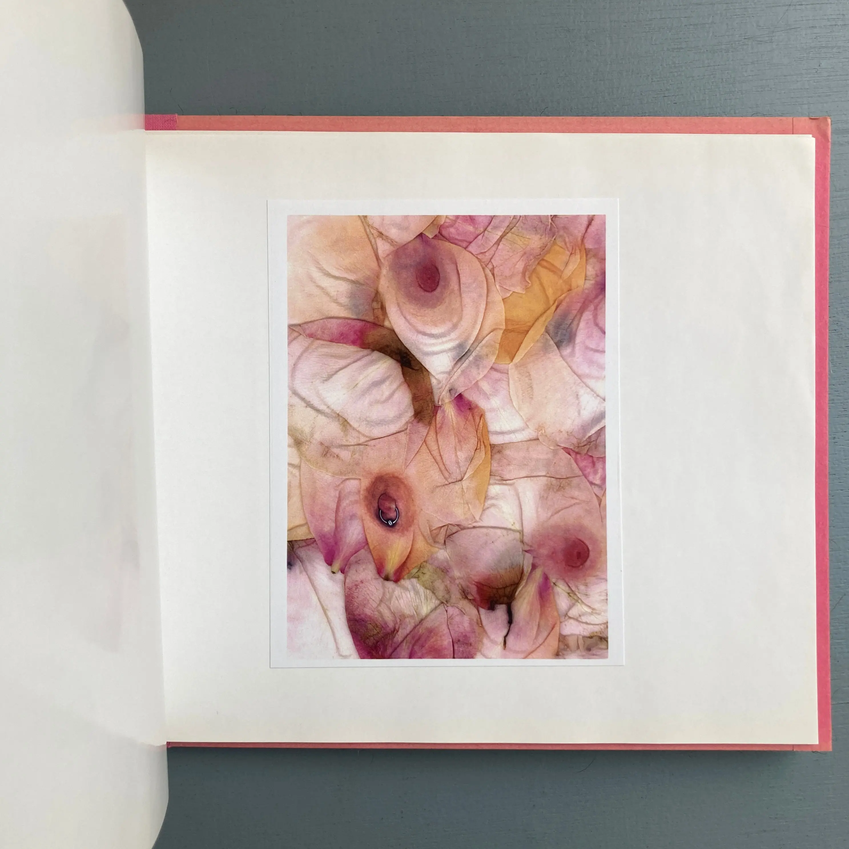 Antoine Poupel, Gilbert Lascault (signed) - Rose ouverte, L'Art Pénultième - 2002 - Image 2