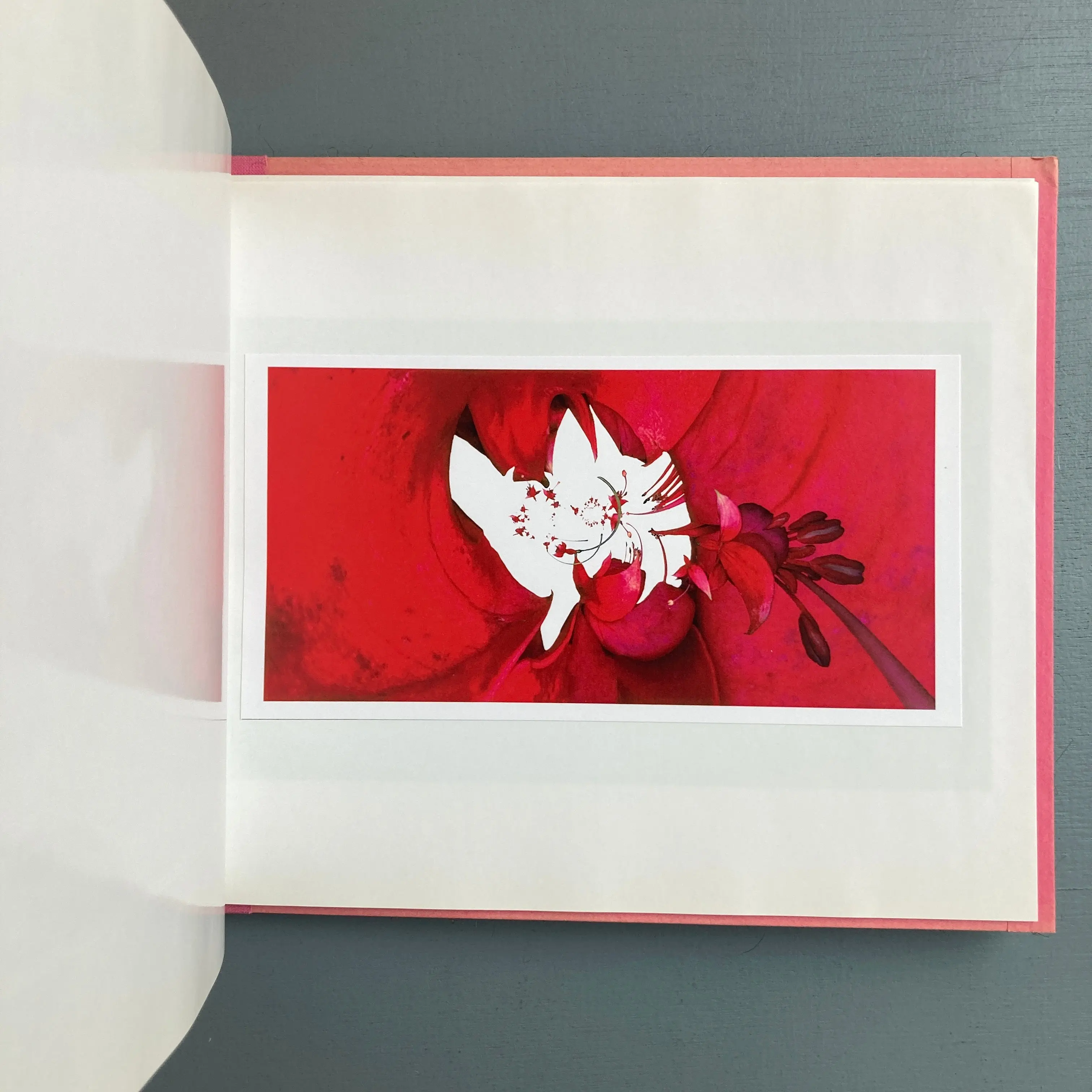 Antoine Poupel, Gilbert Lascault (signed) - Rose ouverte, L'Art Pénultième - 2002 - Image 5