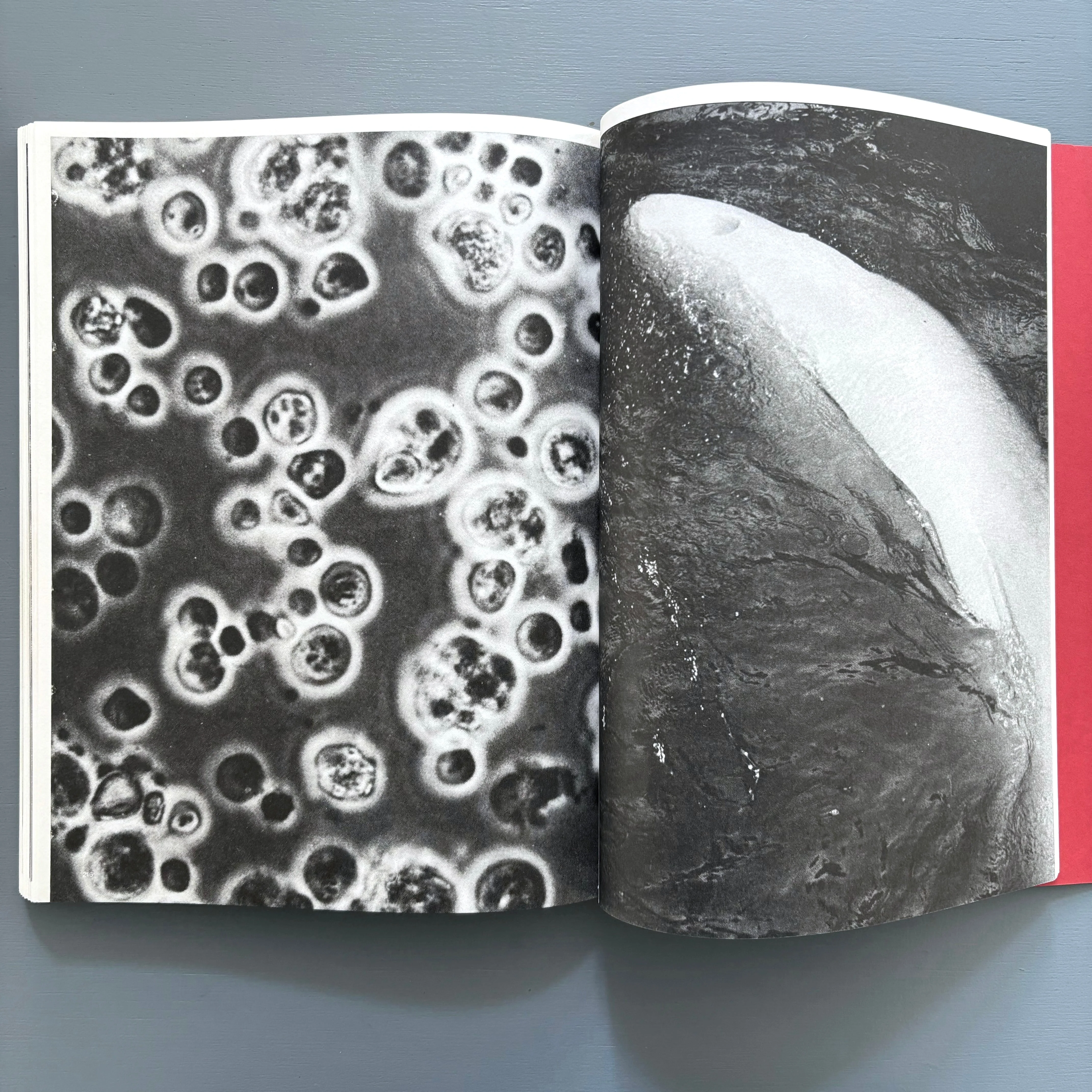 Batia Suter (signed) - Surface Series - Roma Publications 2011 - Image 8