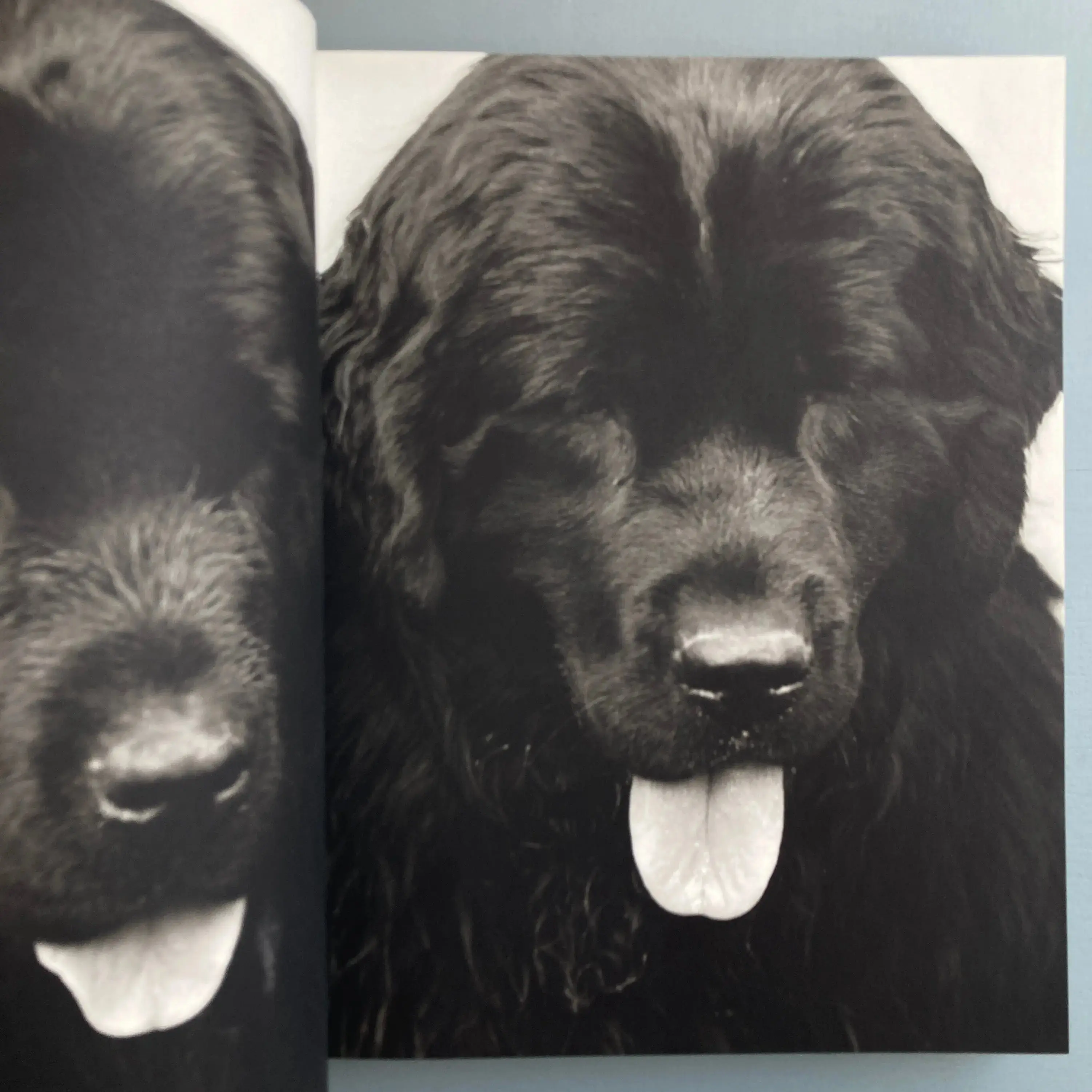 Bruce Weber - Gentle Giants - Bulfinch 1994 - Image 3