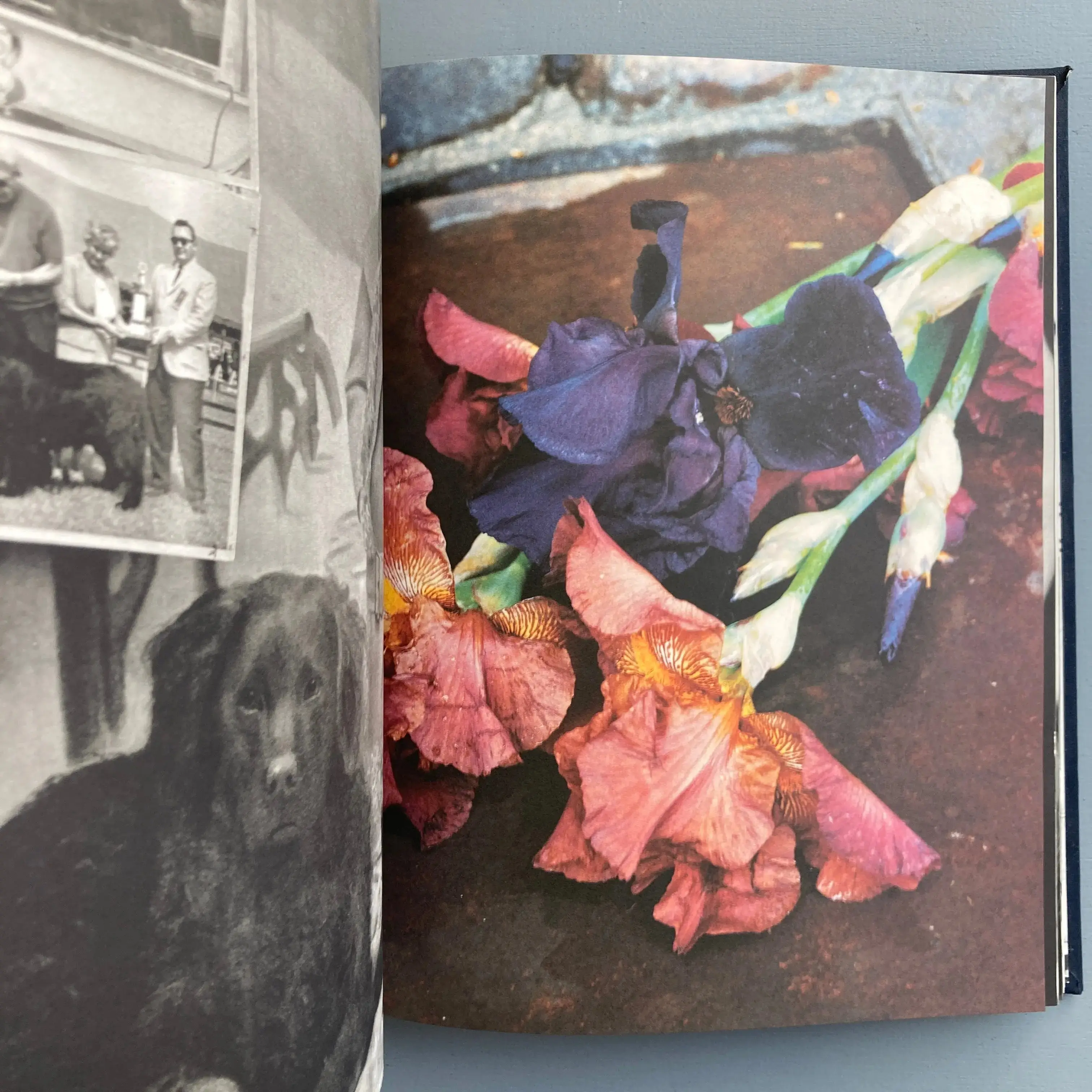 Bruce Weber - Gentle Giants - Bulfinch 1994 - Image 6