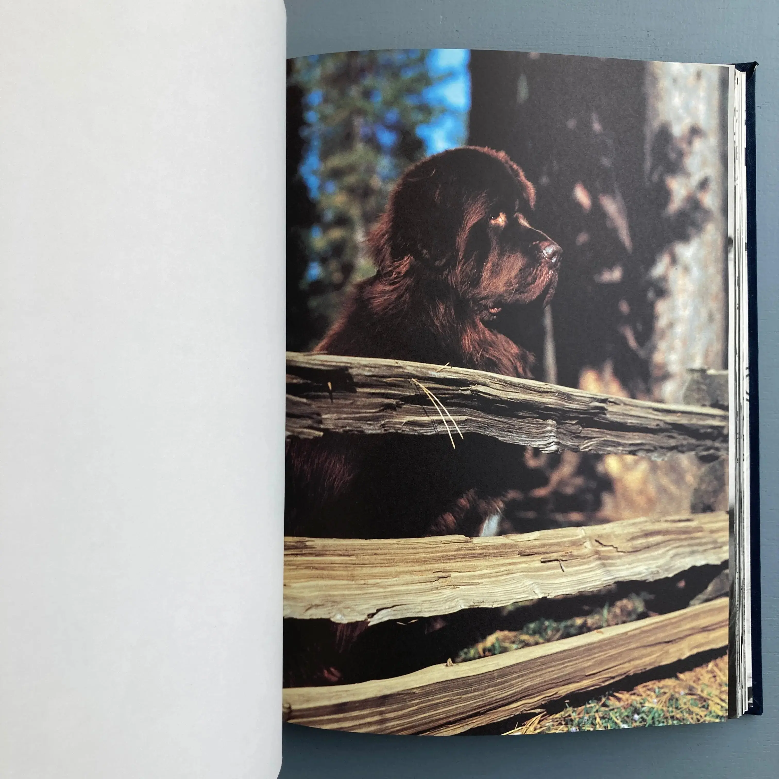 Bruce Weber - Gentle Giants - Bulfinch 1994 - Image 8
