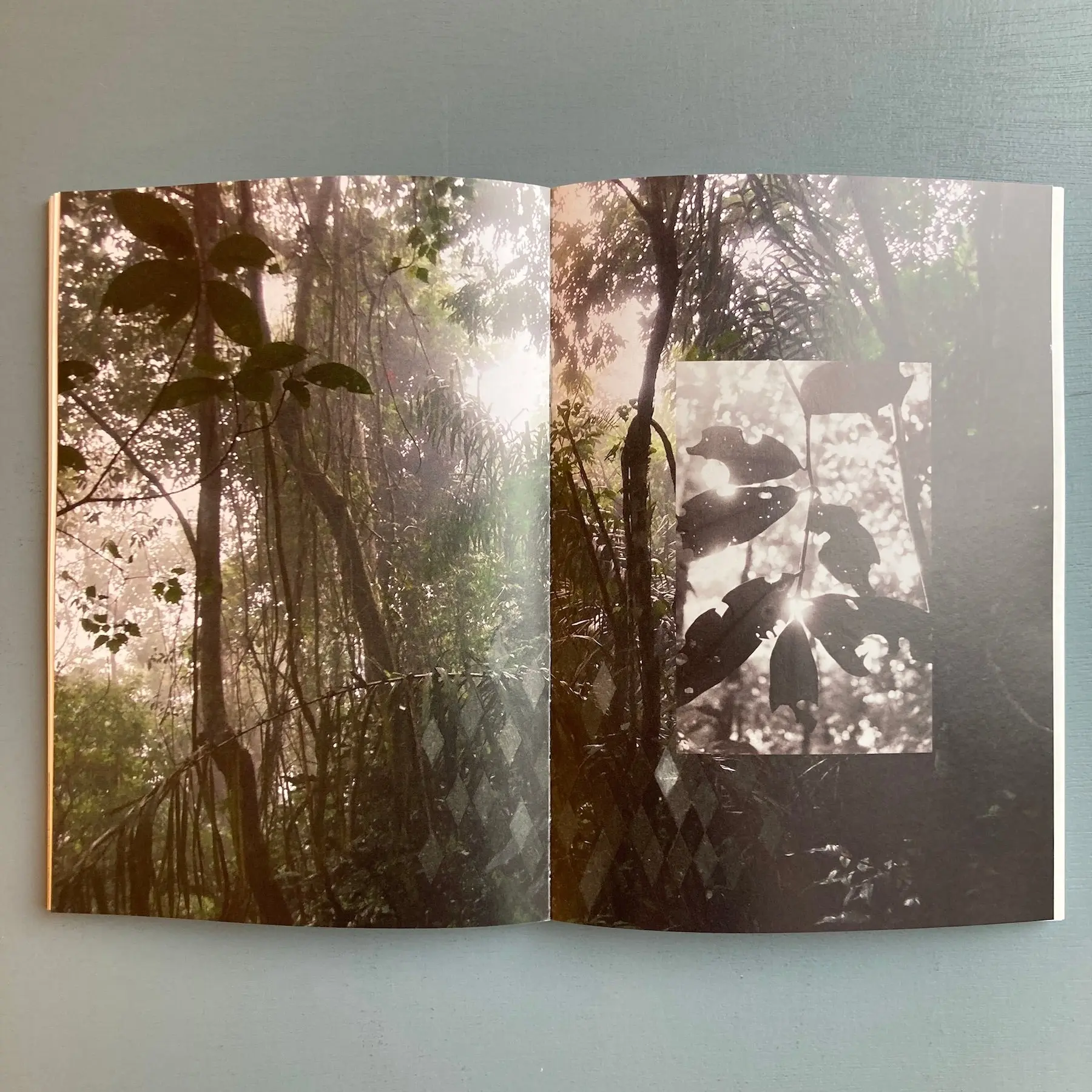 Daniel Steegman Mangrané - The Spiritual Forest - Mousse 2018 - Image 8