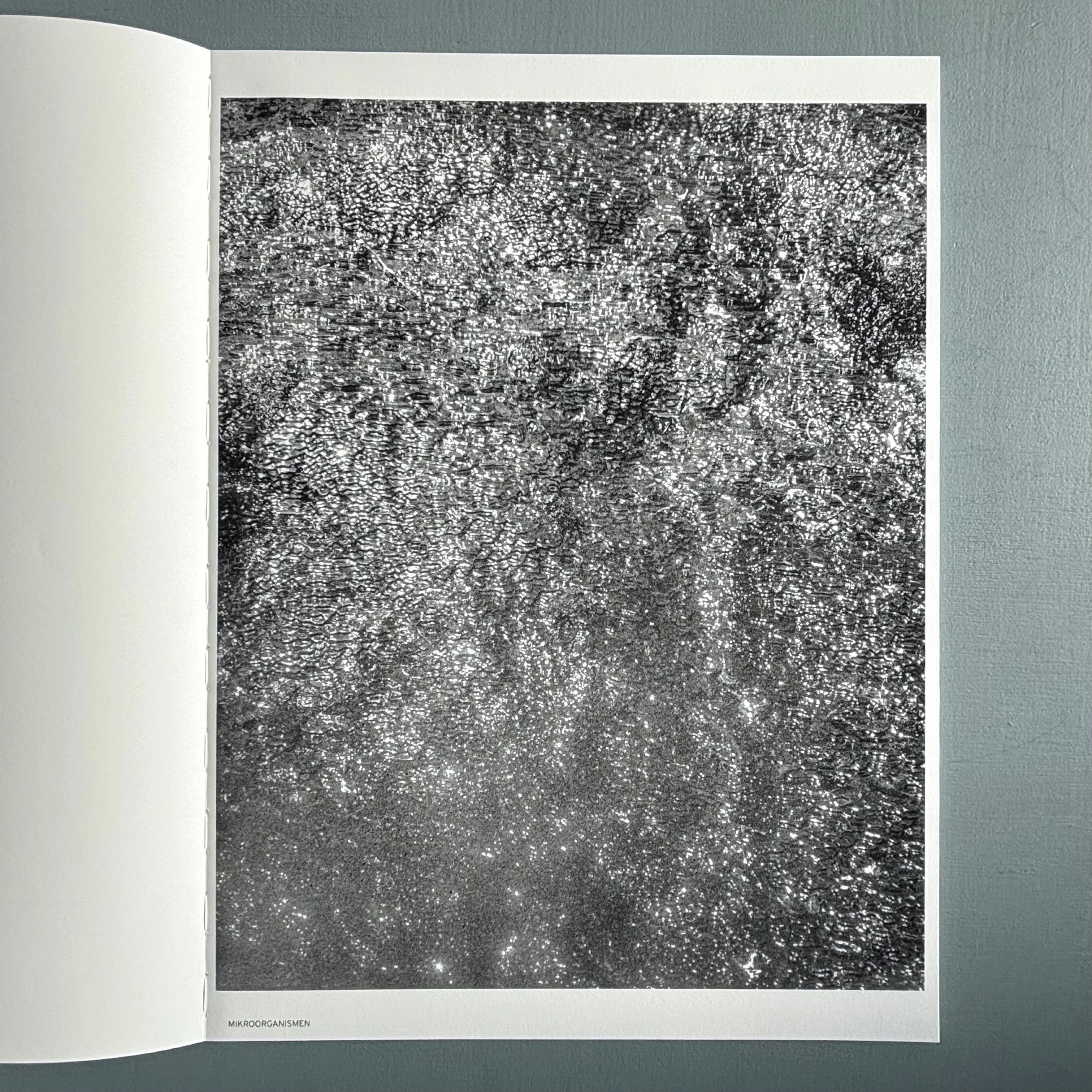 Jochen Lempert - Ankunft der Mauersegler: 26.4.2024 - BQ 2024 - Image 13