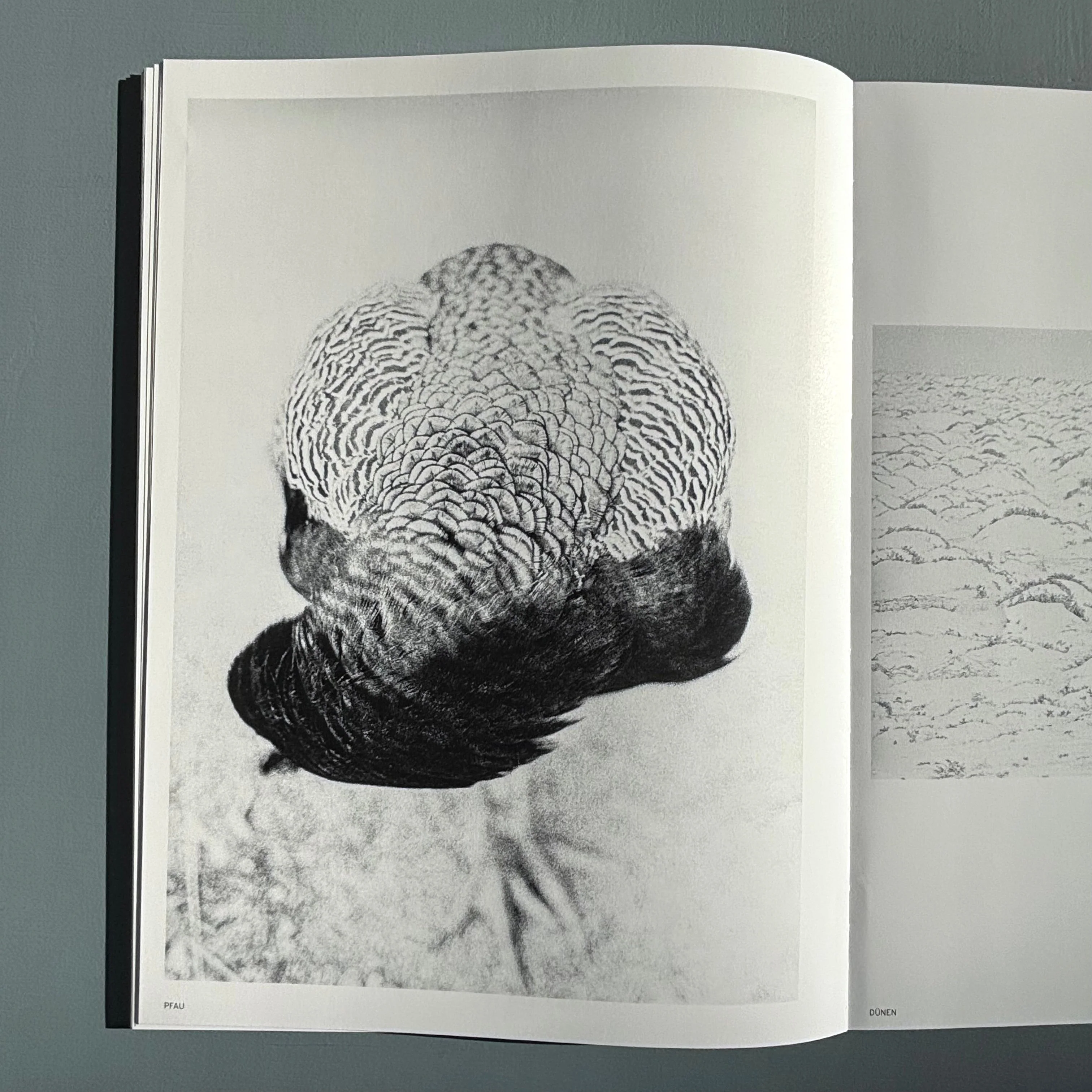 Jochen Lempert - Ankunft der Mauersegler: 26.4.2024 - BQ 2024 - Image 15