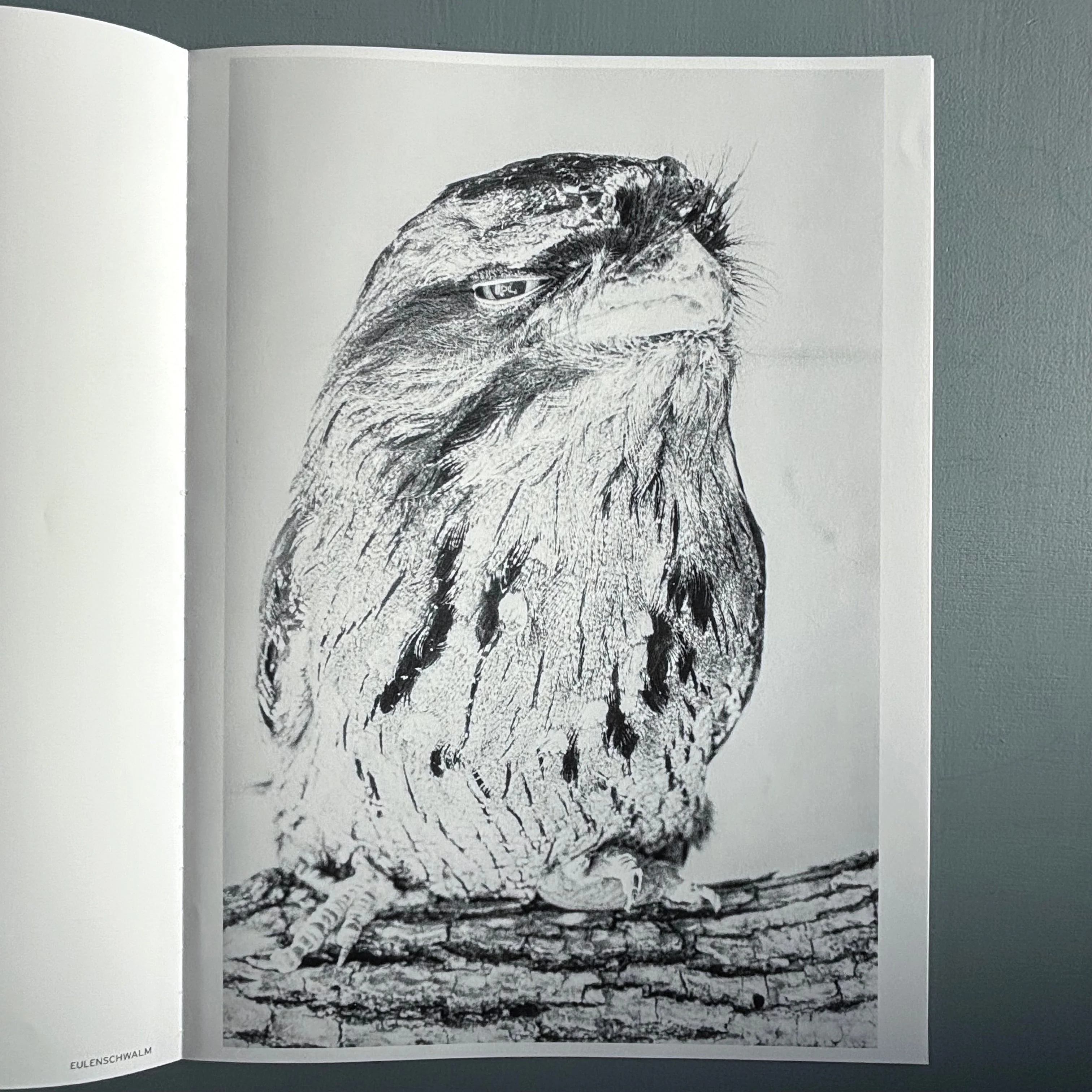 Jochen Lempert - Ankunft der Mauersegler: 26.4.2024 - BQ 2024 - Image 17