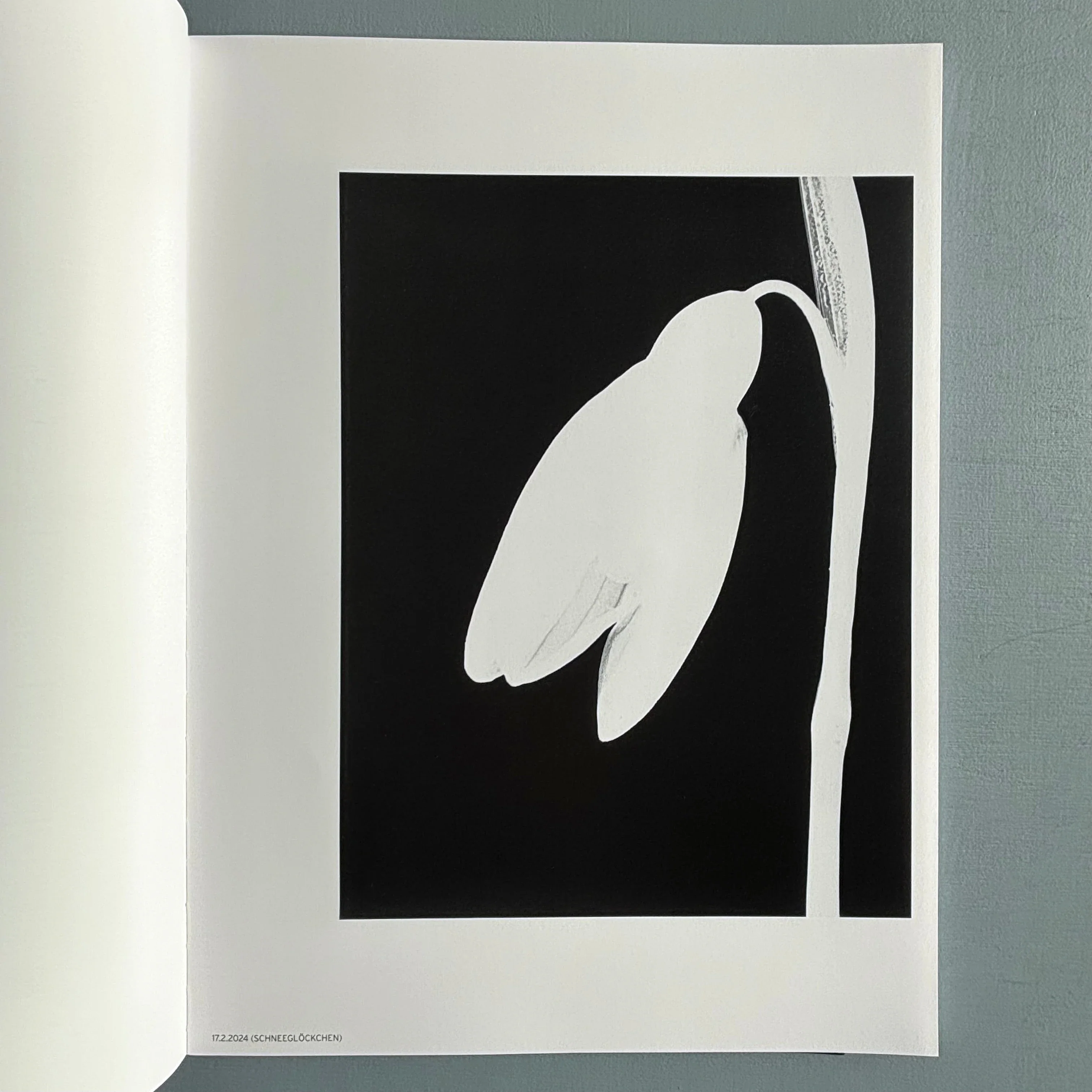 Jochen Lempert - Ankunft der Mauersegler: 26.4.2024 - BQ 2024 - Image 2