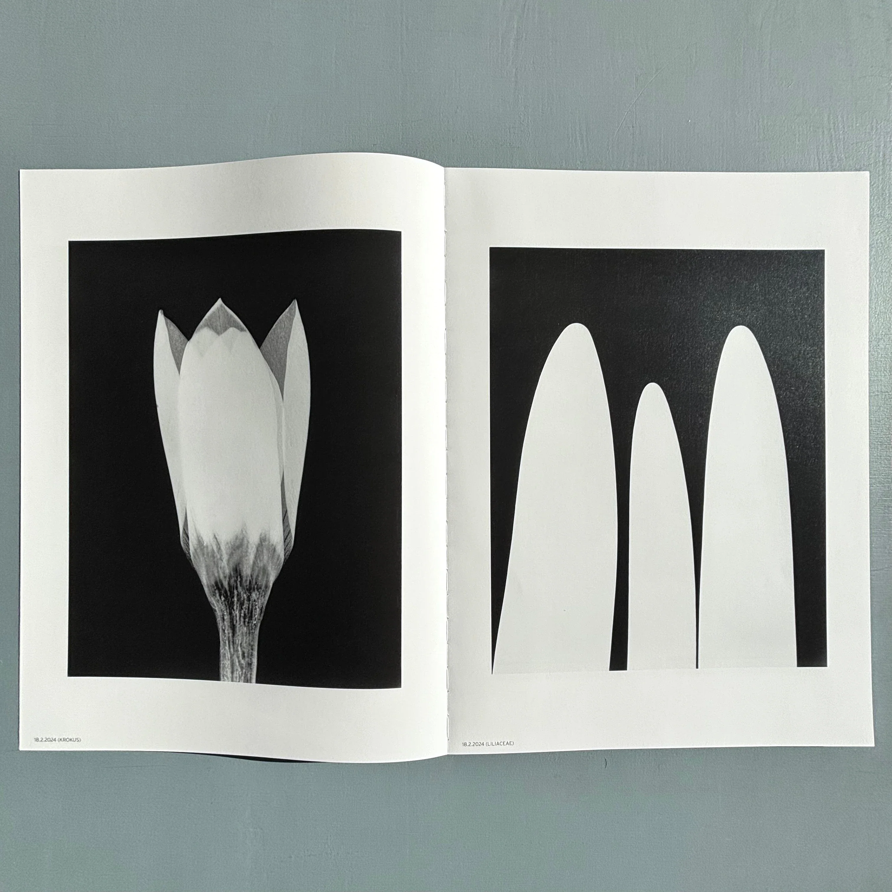 Jochen Lempert - Ankunft der Mauersegler: 26.4.2024 - BQ 2024 - Image 3