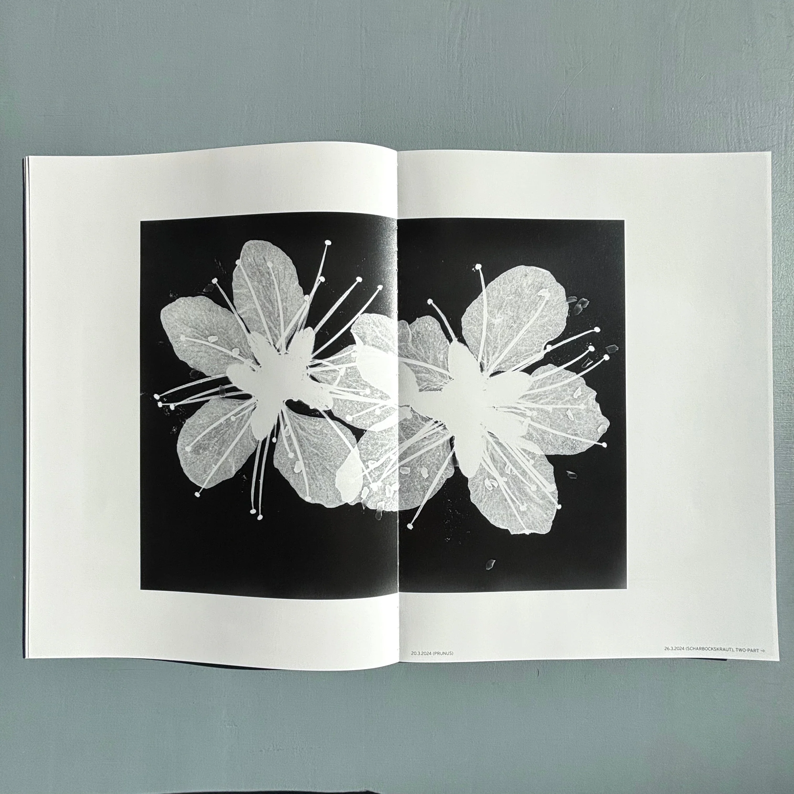 Jochen Lempert - Ankunft der Mauersegler: 26.4.2024 - BQ 2024 - Image 6
