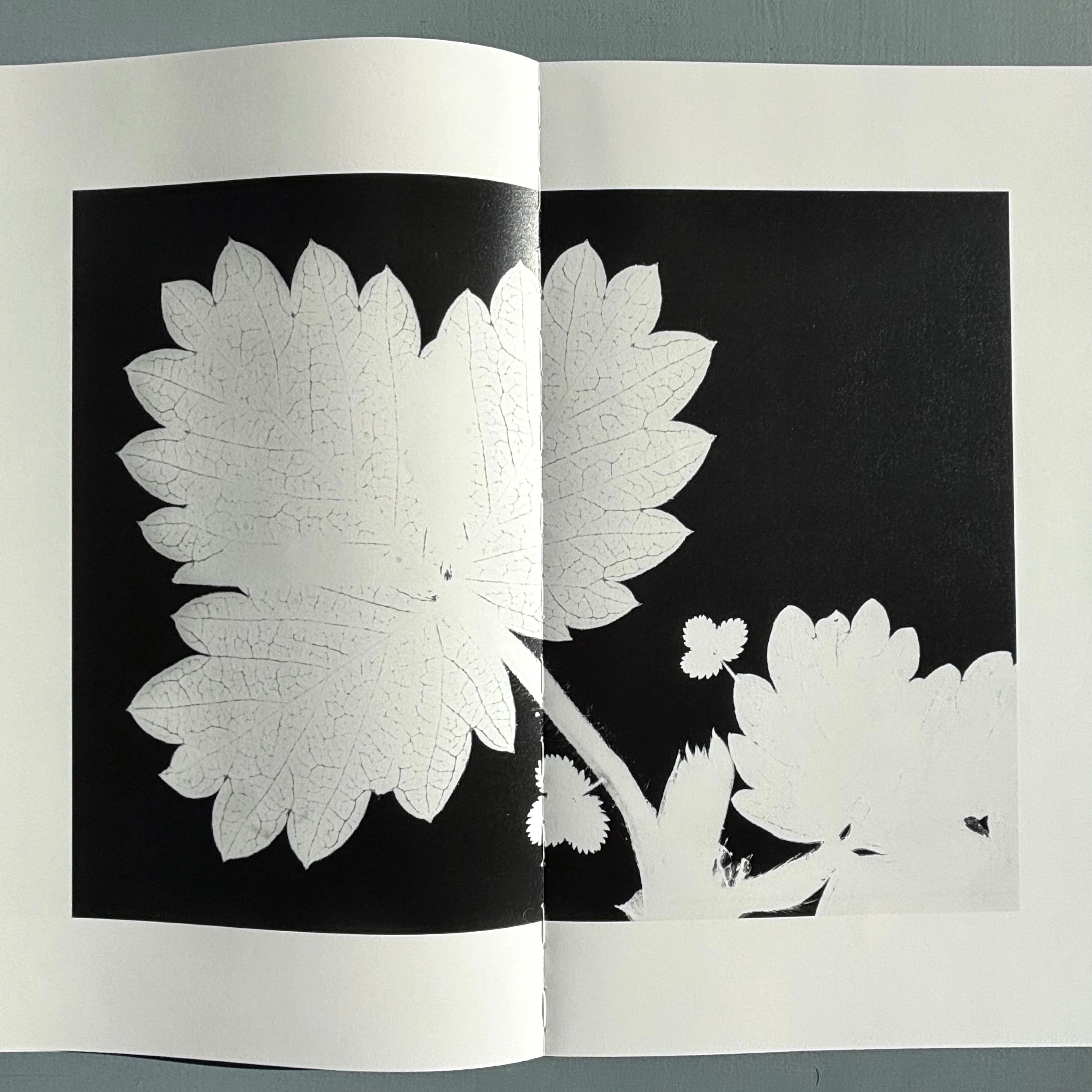 Jochen Lempert - Ankunft der Mauersegler: 26.4.2024 - BQ 2024 - Image 8