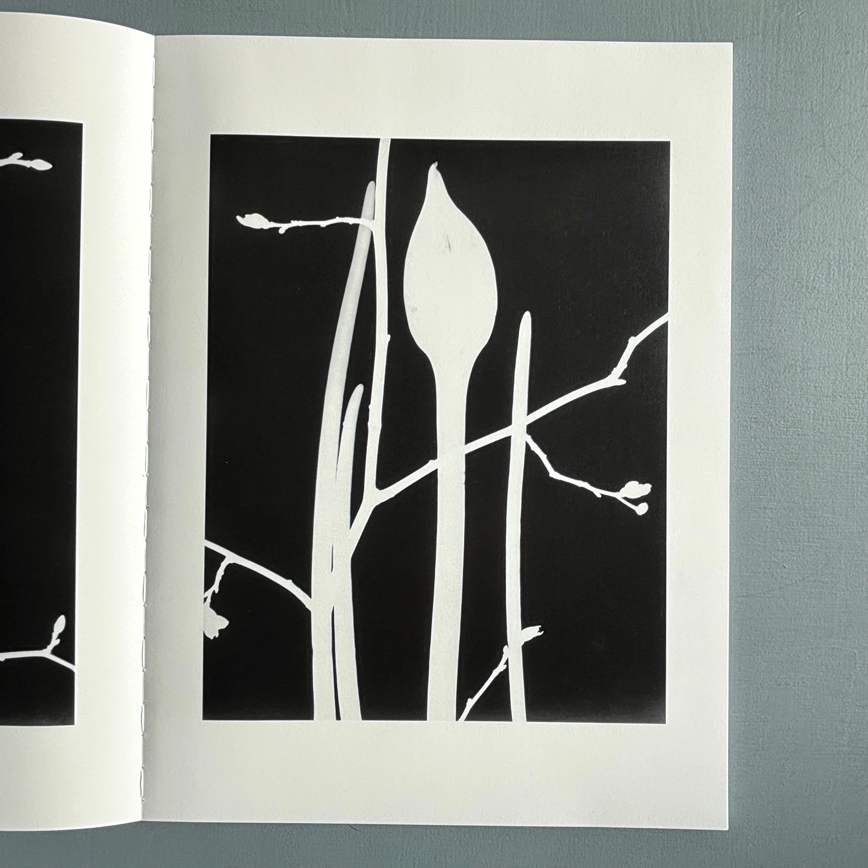 Jochen Lempert - Ankunft der Mauersegler: 26.4.2024 - BQ 2024 - Image 9