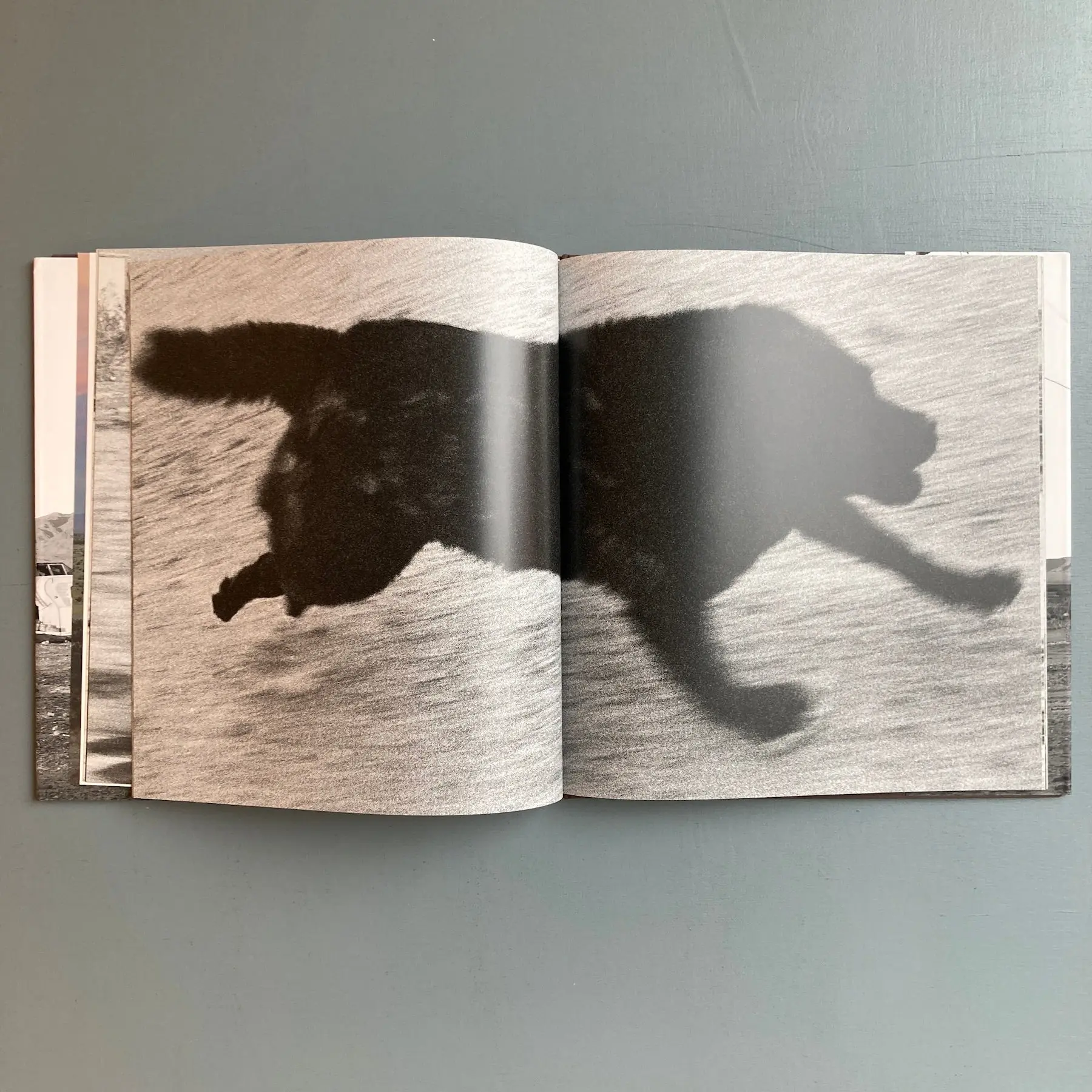 John Divola - Dogs Chasing my Car in the Desert - Nazraeli Press 2004 - Image 2