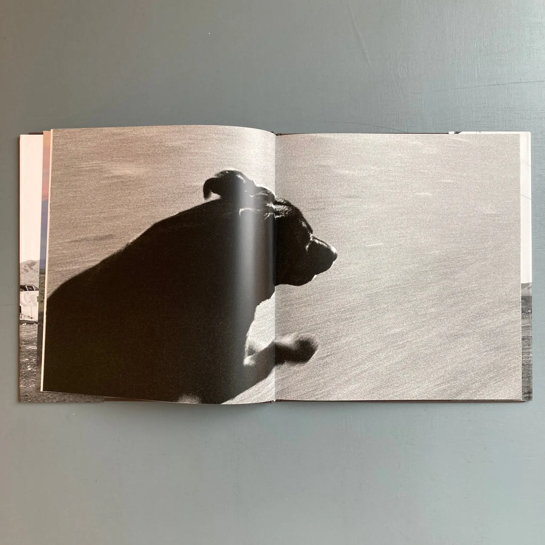 John Divola - Dogs Chasing my Car in the Desert - Nazraeli Press 2004 - Image 4