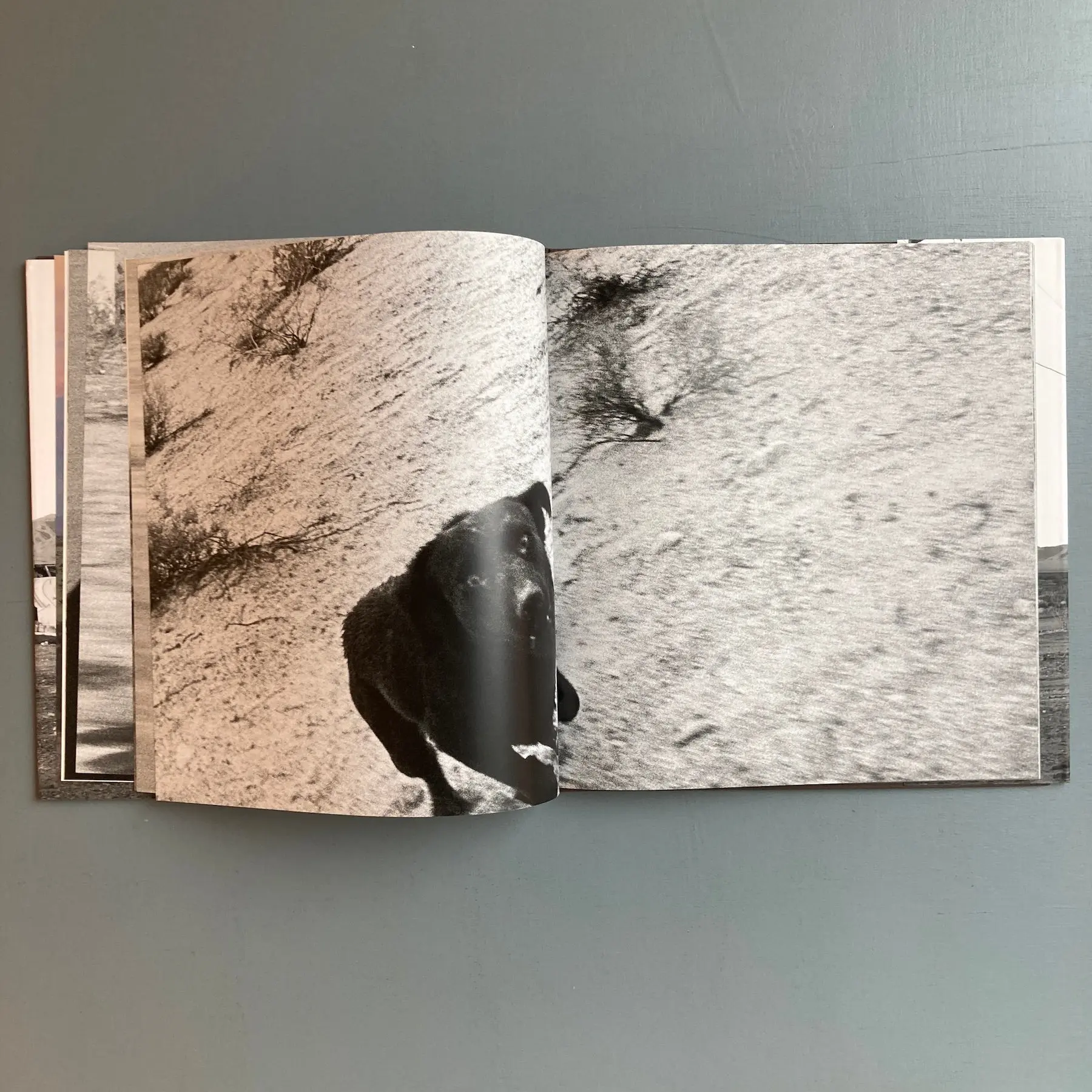 John Divola - Dogs Chasing my Car in the Desert - Nazraeli Press 2004 - Image 7