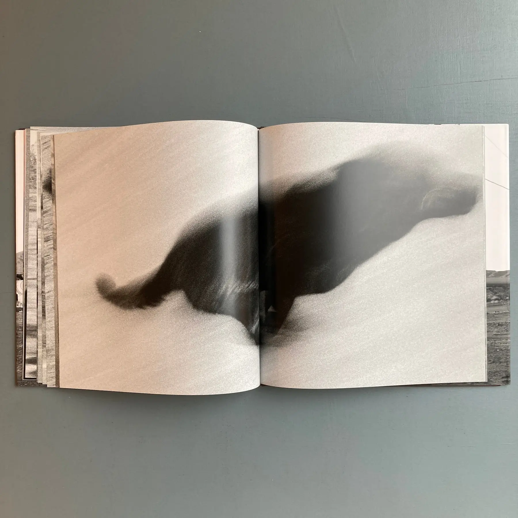 John Divola - Dogs Chasing my Car in the Desert - Nazraeli Press 2004 - Image 9