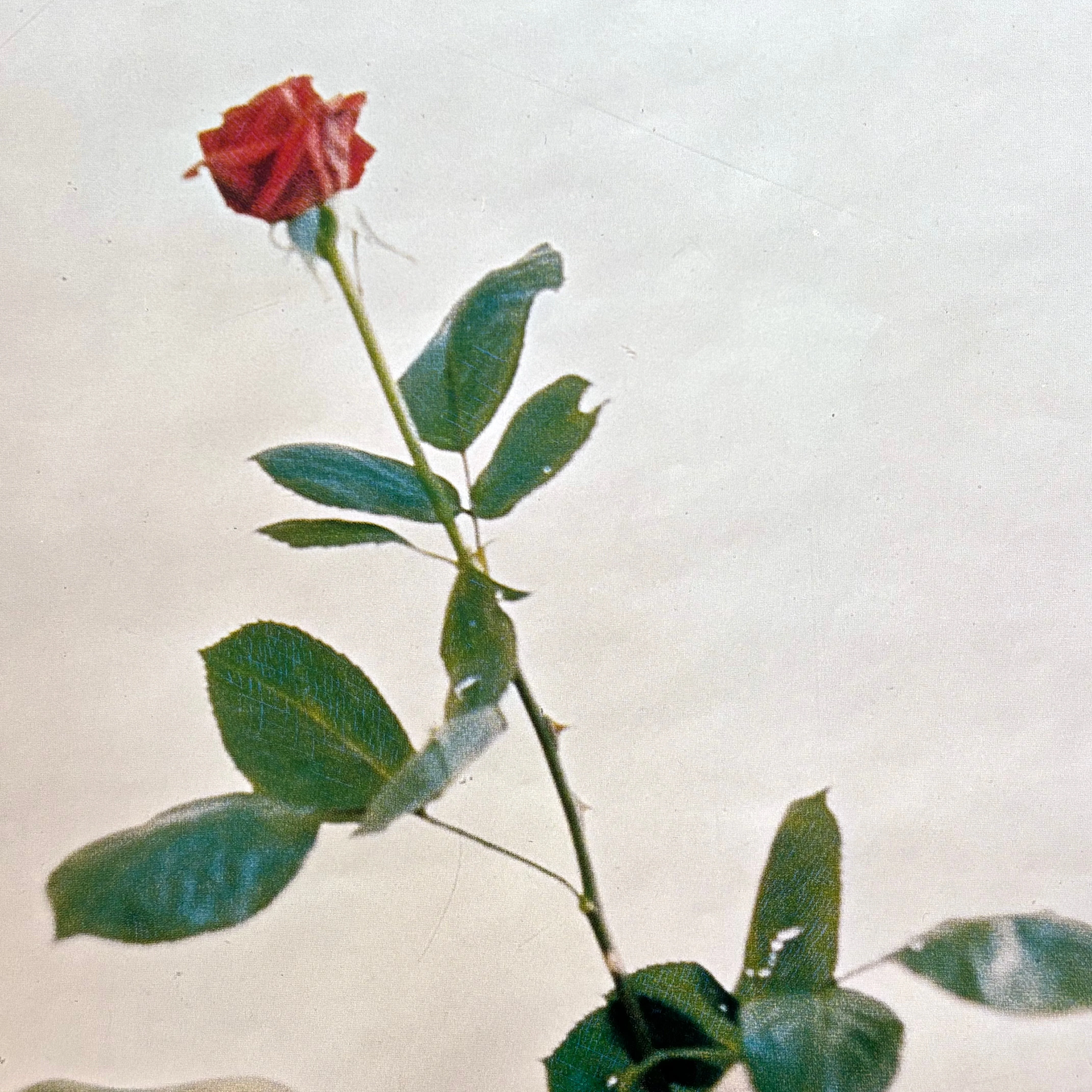 Joseph Beuys - Ohne die Rose tun wir's nicht (We Won’t Do It without the Rose) poster - Edition Staeck 1972 - Image 3
