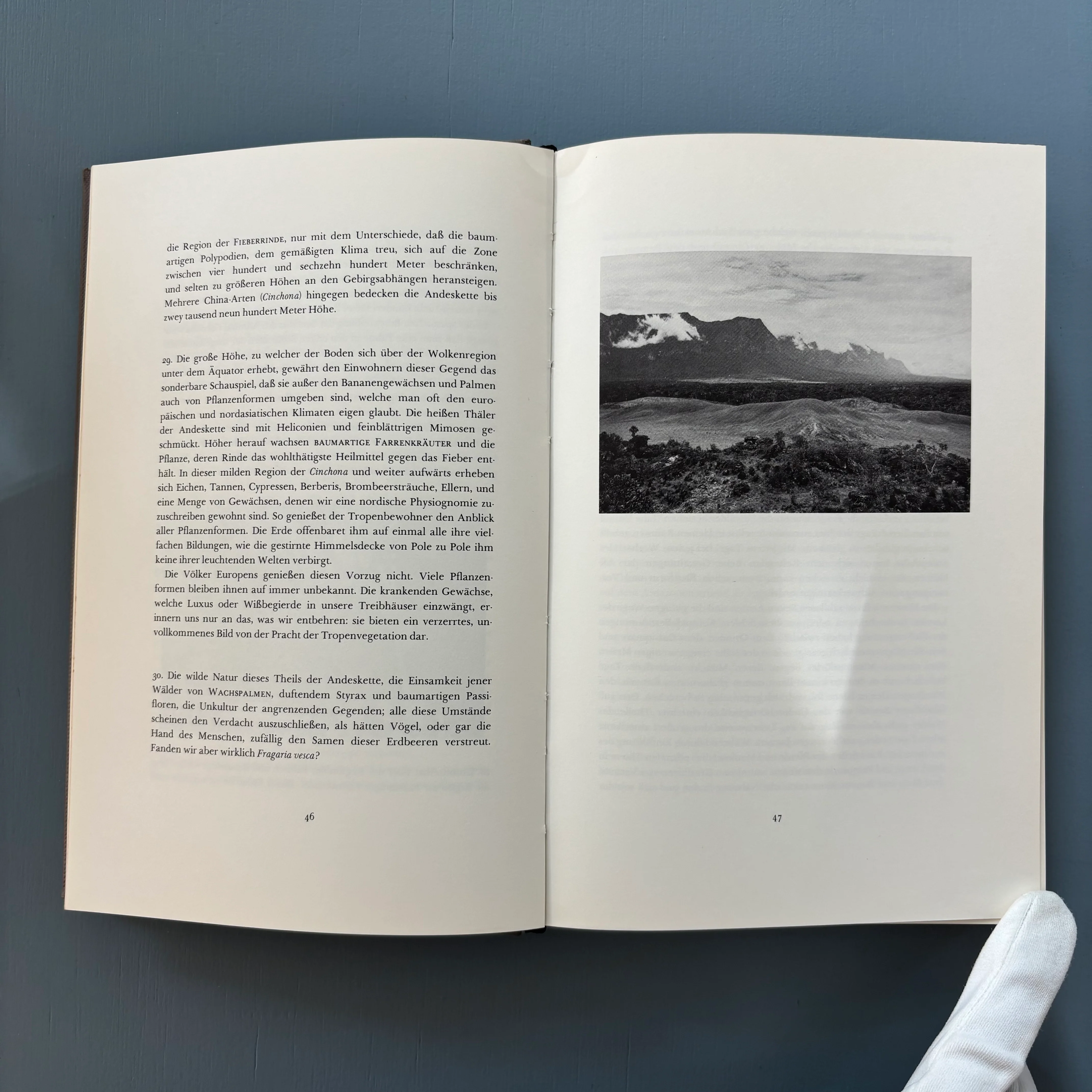 Lothar Baumgarten - Die Namen der Bäume: Hylaea - Van Abbemuseum 1982 - Image 3