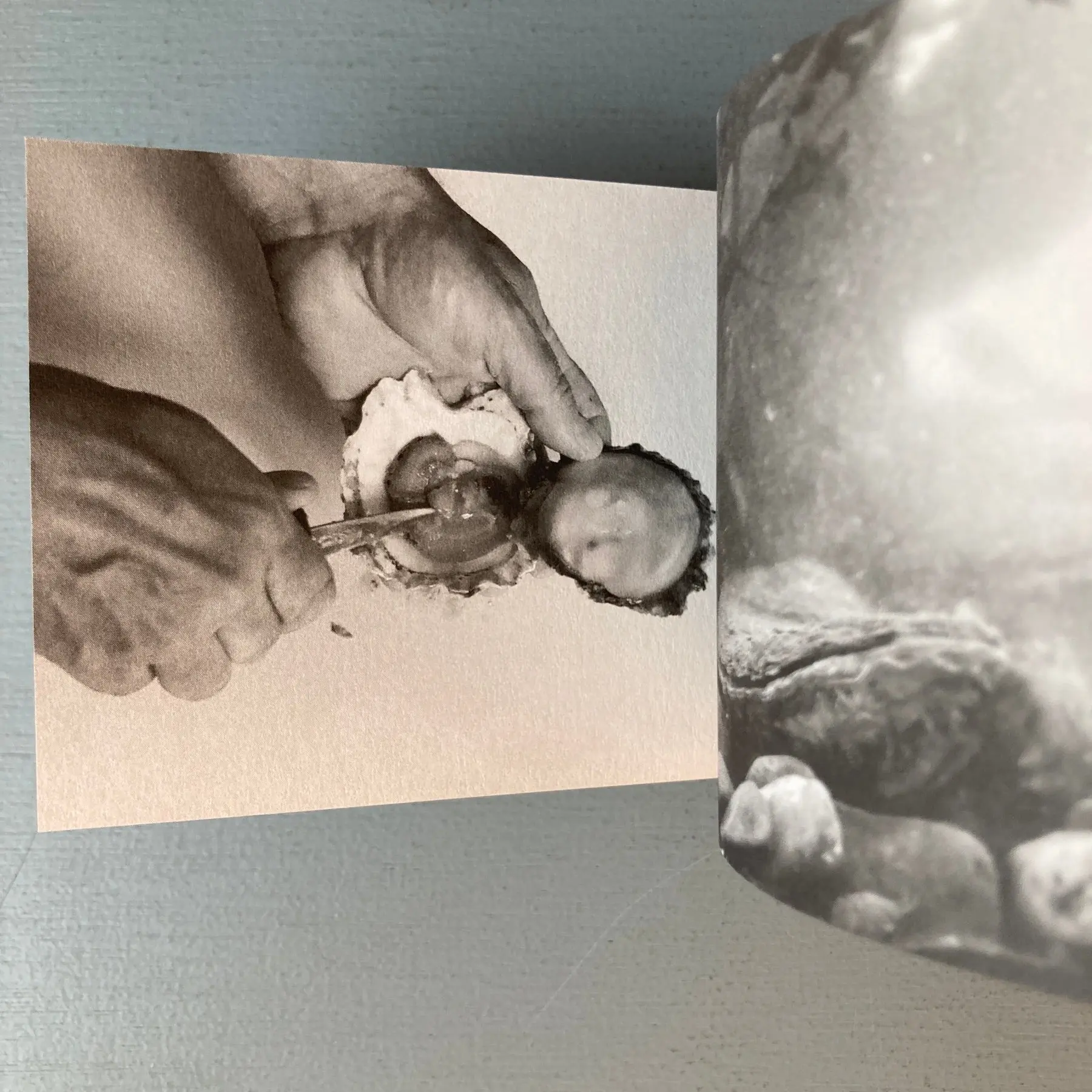 Margaret Salmon (signed) - Oyster - 2014 - Image 4