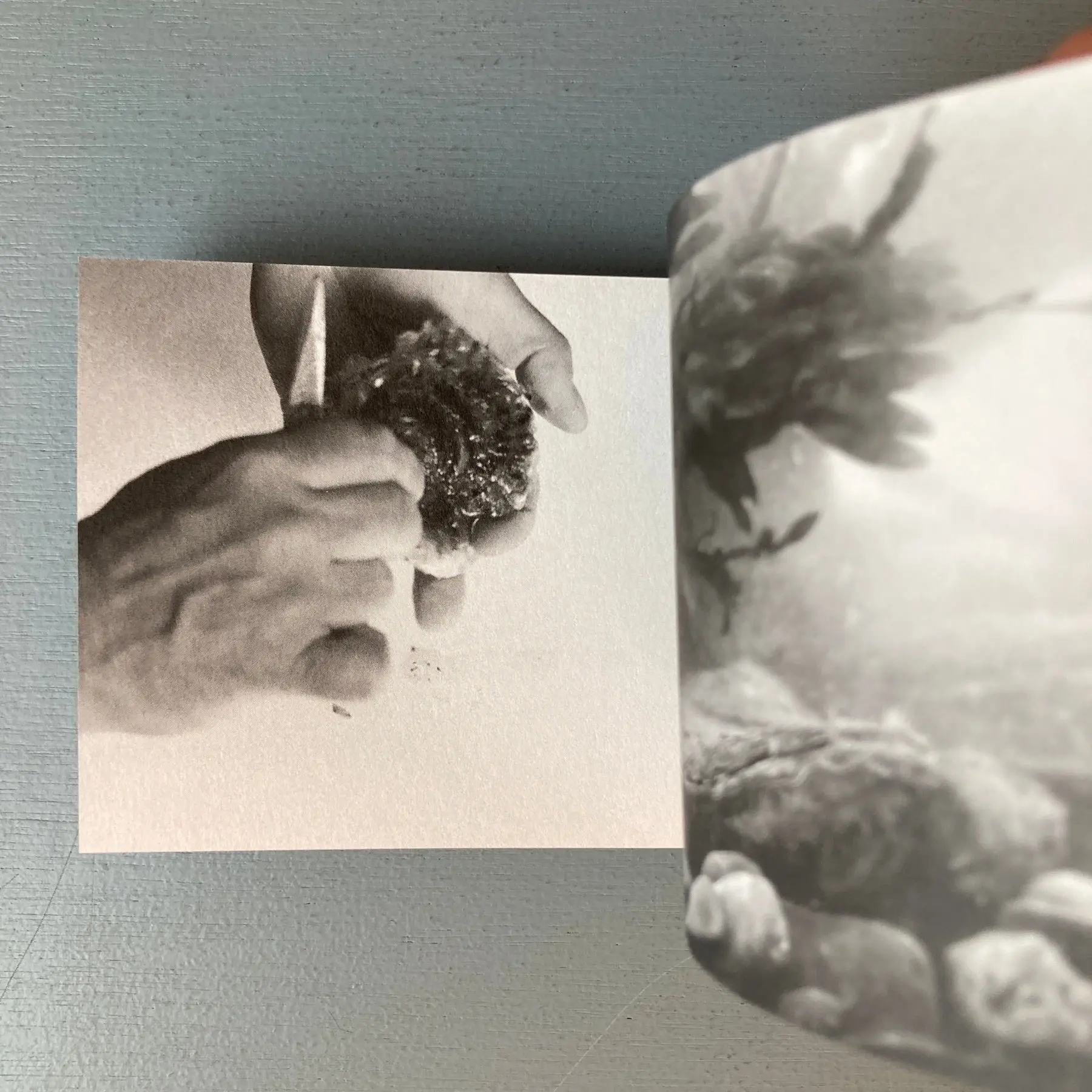 Margaret Salmon (signed) - Oyster - 2014 - Image 8