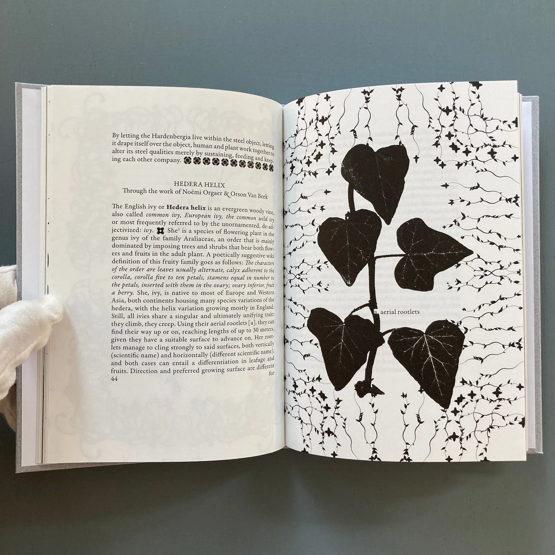 Of Planters; an Herbarium - Cour - Birthday, Felony & Fuss 2023 - Image 6