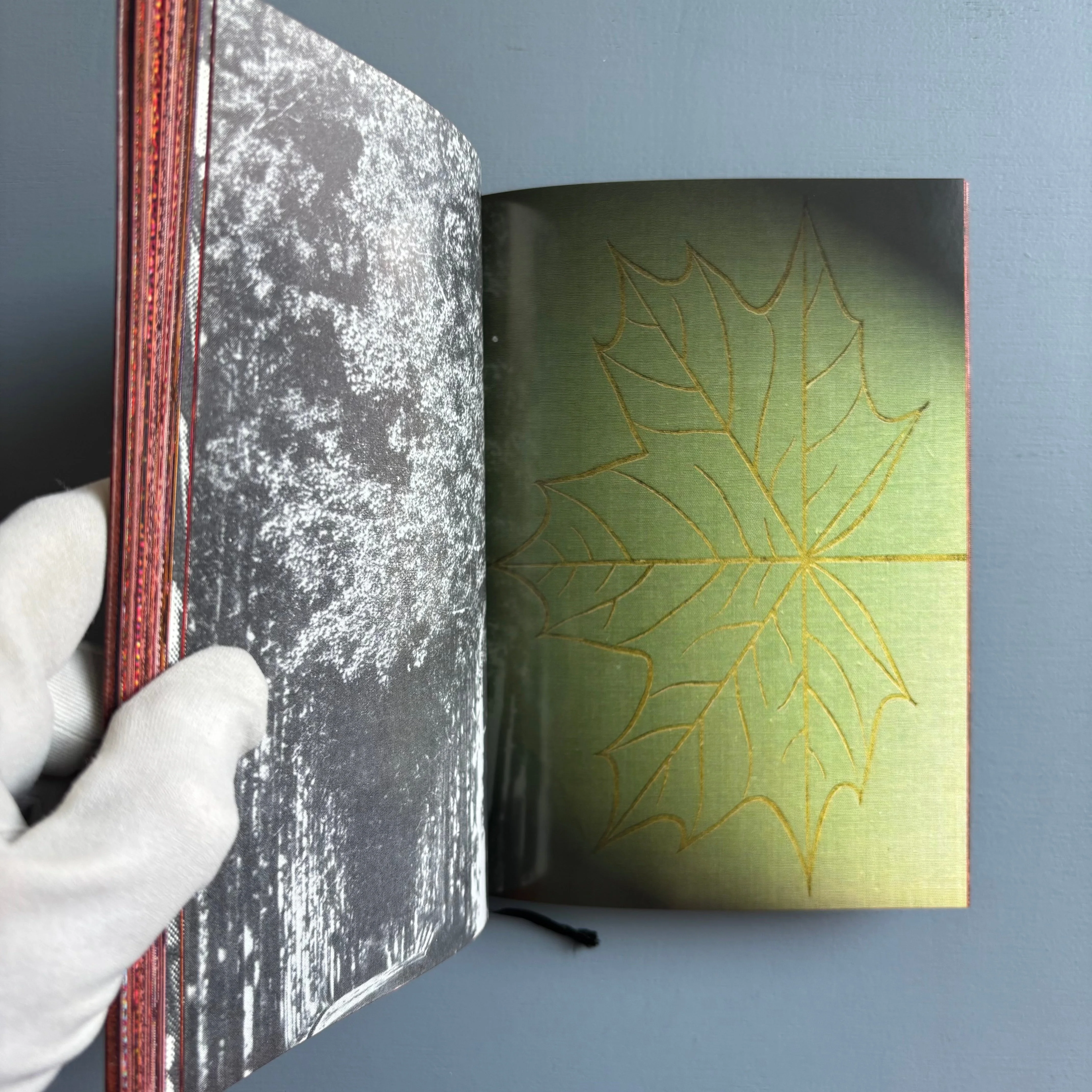 Paul Morrison - Black Medick - Imschoot 2004 - Image 12
