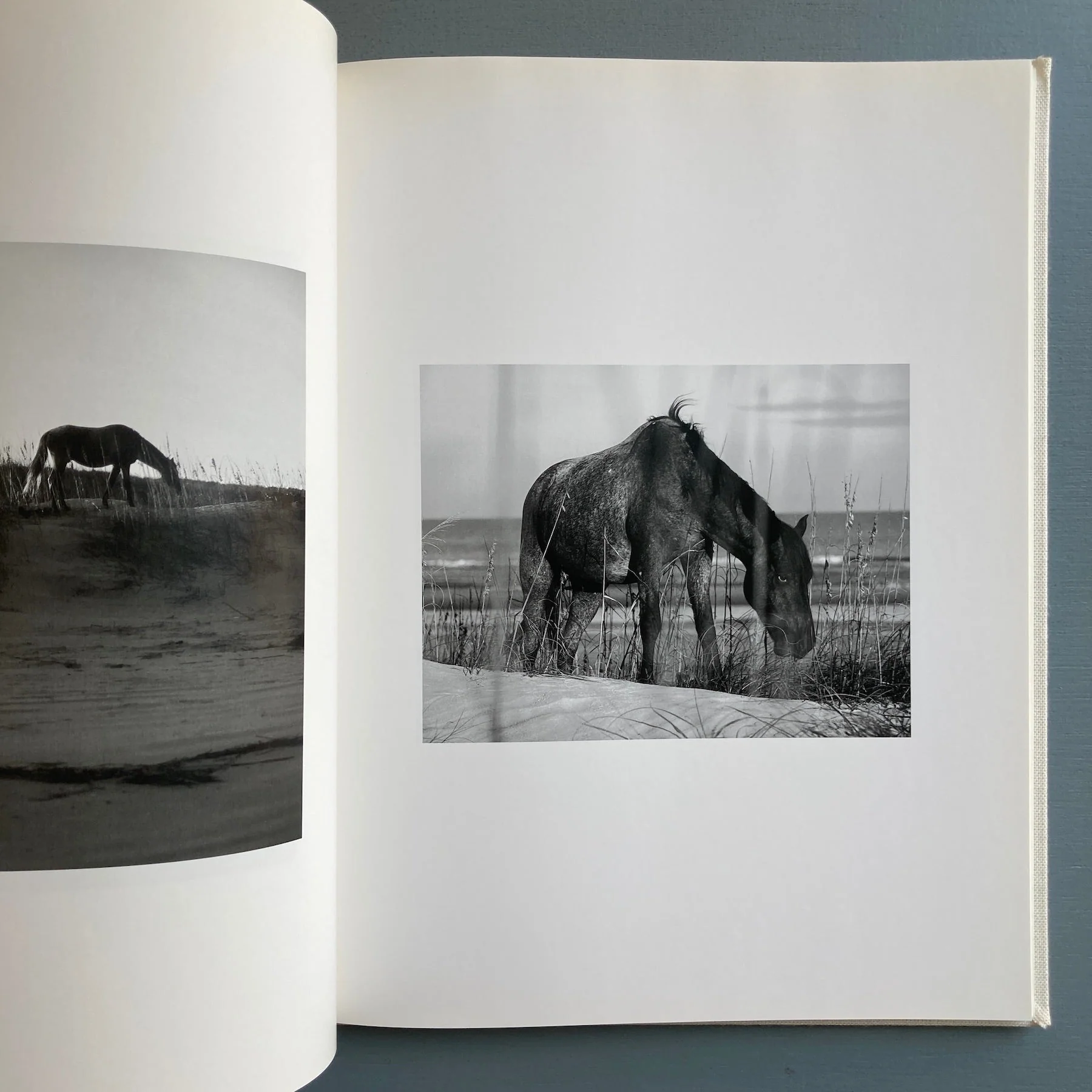 Roe Ethridge - Farewell Horse - Rat Hole Gallery 2009 - Image 5