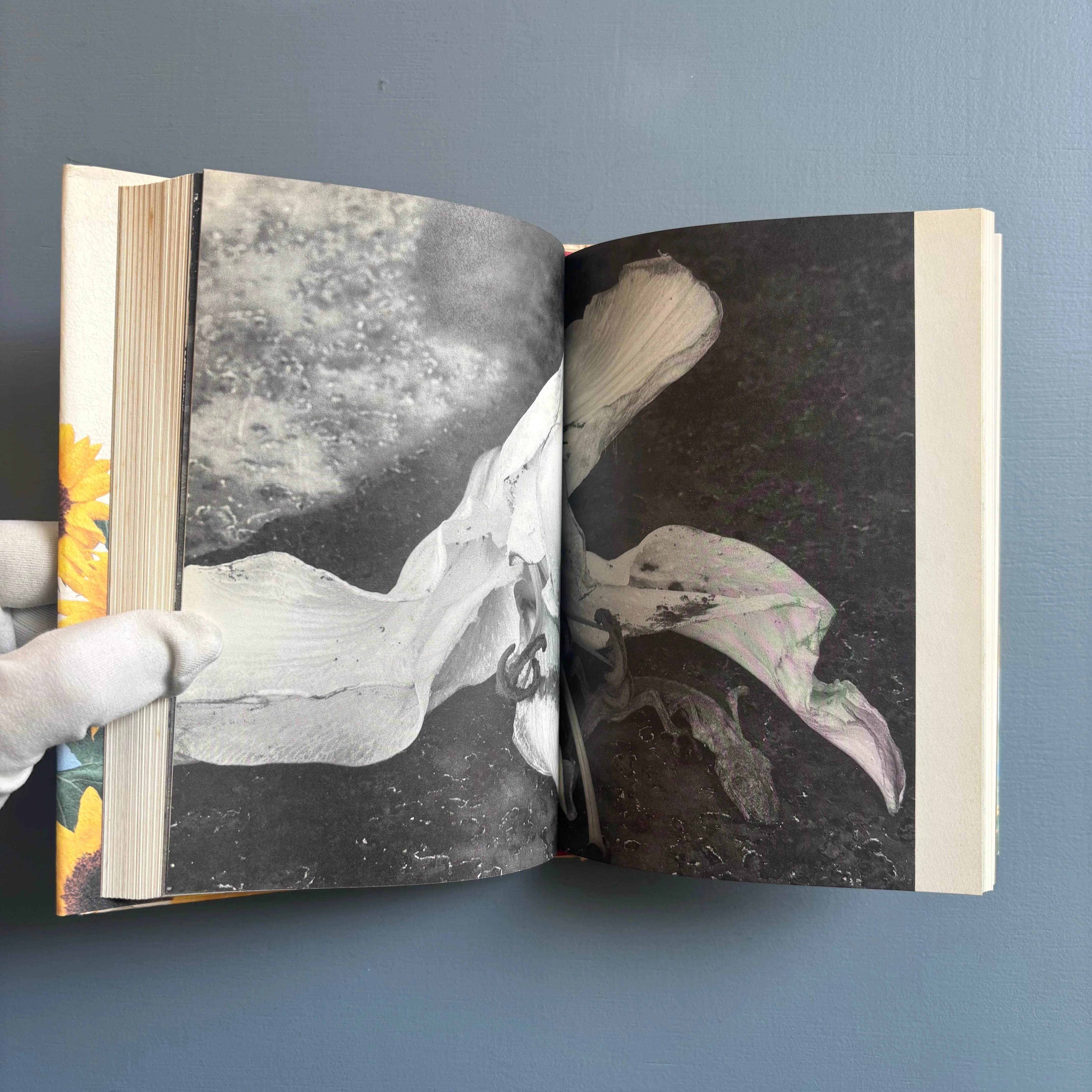 Yoko & Nobuyoshi Araki - Tokyo Biyori (Tokyo Daylight) - Chikuma Shobō 1997 - Image 7